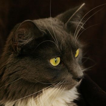 animals_005.jpg