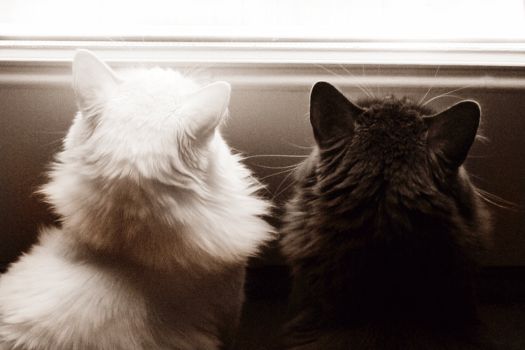 animals_006.jpg
