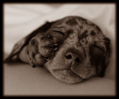 animals_007.jpg