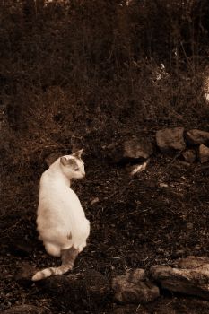 animals_008.jpg