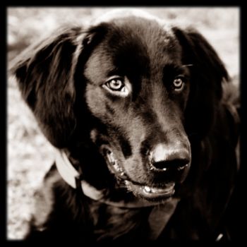 animals_009.jpg