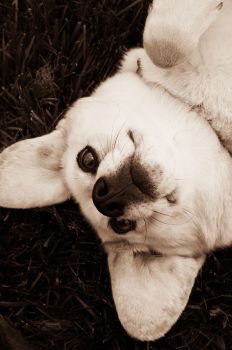 animals_010.jpg