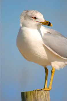animals_011.jpg
