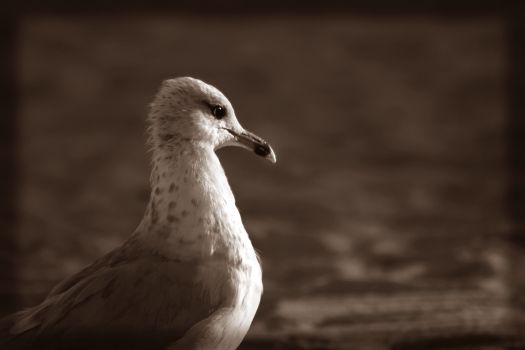 animals_012.jpg
