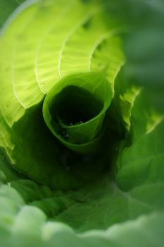 flora_fauna_004.jpg