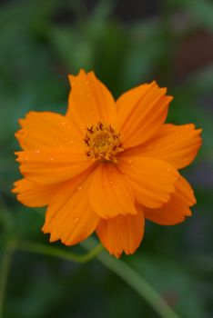 flora_fauna_006.jpg