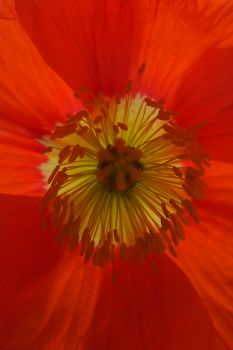 flora_fauna_009.jpg
