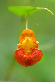 flora_fauna_010.jpg