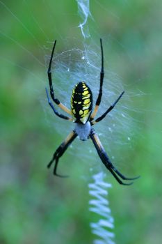 objectsofinterest_spider.jpg